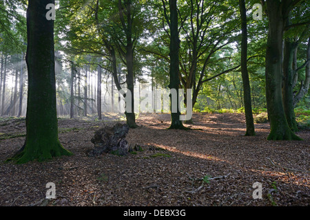 Sonnenstrahlen in einem Wald, Buche (Fagus Sylvatica), Tinner Loh Naturschutzgebiet in der Nähe von Haren, Emsland, Niedersachsen, Deutschland Stockfoto
