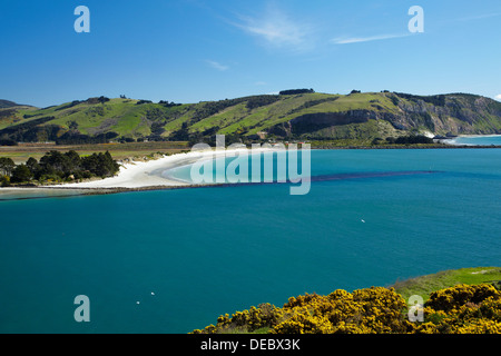 Ginster, Otago Harbour Eingang und Aramoana Strand, Dunedin, Otago, Südinsel, Neuseeland Stockfoto