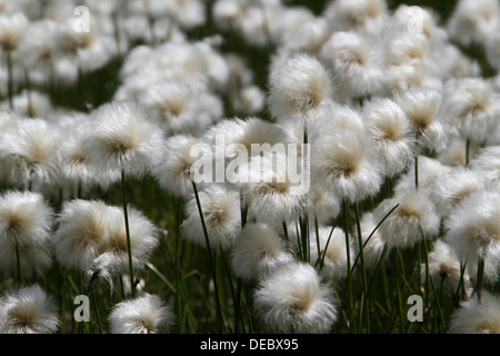 Wollgras (Wollgras Angustifolium), Livigno, Provinz Sondrio, Lombardei, Italien Stockfoto