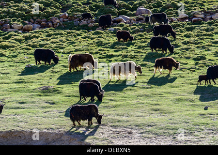 Auf einer Höhe von 4,600 m, Korzok, Ladakh, Jammu und Kaschmir, Indien ist eine Herde Yaks Weiden. Stockfoto