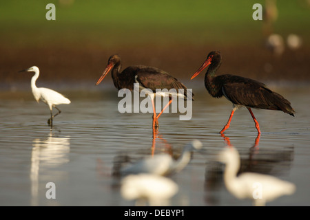 Der Schwarzstorch (Ciconia Nigra) ist ein großer waten Vogel in der Storch Familie Ciconiidae. Stockfoto