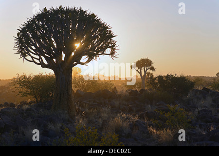 Köcher Bäume (Aloe Dichotoma) bei Sonnenuntergang, Keetmanshoop, Karas Region, Namibia Stockfoto