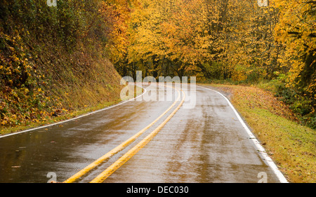 Nasse Straße schlängelt sich durch den Wald Stockfoto