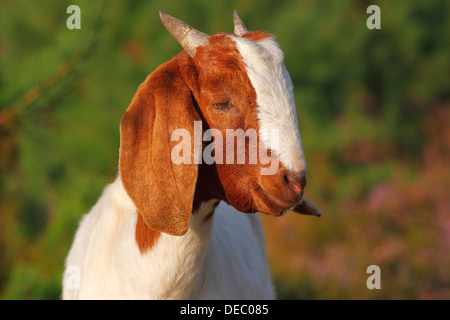 Boer Ziege, robuste Ziege Rasse für umfangreiche Landschaftsgestaltung, Schleswig-Holstein, Deutschland Stockfoto