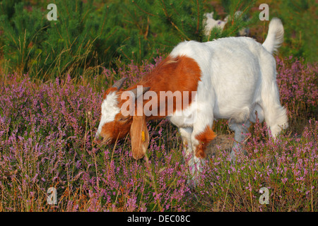 Boer Ziege Fütterung auf Heidekraut, robuste Ziege Rasse für umfangreiche Landschaftsgestaltung, Schleswig-Holstein, Deutschland Stockfoto