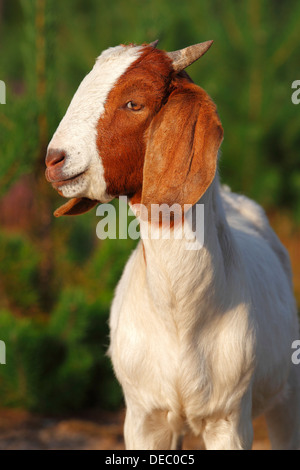 Boer Ziege, robuste Ziege Rasse für umfangreiche Landschaftsgestaltung, Schleswig-Holstein, Deutschland Stockfoto