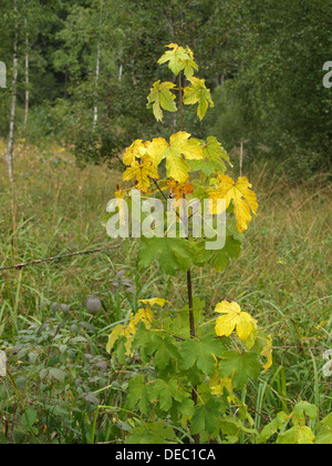 Bergahorn in herbstlichen Farben / Acer Pseudoplatanus / Bergahorn in Herbstfarben Stockfoto