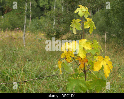 Bergahorn in herbstlichen Farben / Acer Pseudoplatanus / Bergahorn in Herbstfarben Stockfoto