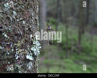 Kran-Fly ruht auf einem Baum im Wald Stockfoto