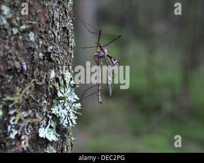 Kran-Fly ruht auf einem Baum im Wald Stockfoto