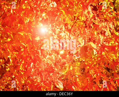 Sonnenstrahlen über Herbstlaub auf eine Eichel-Baum Stockfoto