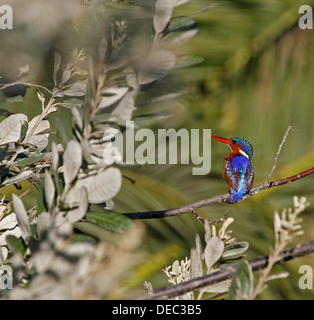 Malachit-Eisvogel (Alcedo Cristata) bei Intaka Vogelschutzgebiet in der Nähe von Kapstadt. Stockfoto