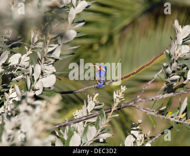 Malachit-Eisvogel (Alcedo Cristata) bei Intaka Vogelschutzgebiet in der Nähe von Kapstadt. Stockfoto