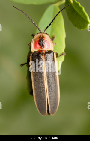 Eine männliche Big Dipper Firefly (Photinus Pyralis) hockt auf einem Blatt. Stockfoto
