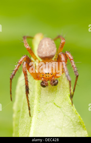 Sechs-spotted Orbweaver (Araniella Displicata) - unreife männliche Stockfoto