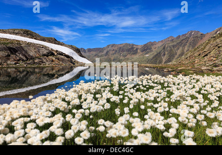 Wollgras (Wollgras SP.) Blumen auf 2600m in den Ötztaler Alpen, Timmelsjoch, Tyrolean Oberland, Tirol, Österreich Stockfoto