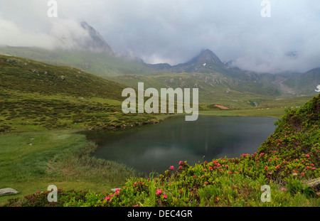 Seebersee See in den Ötztaler Alpen mit behaarte Felsritzen (Rhododendron Hirsutum) an der Front, Moos in Passeier Stockfoto