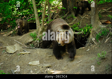 Braunbären (Ursus Arctos), Mutter mit ihren jungen, 4 Monate, Wandern durch den Wald, Langenberg Zoo, Adliswil Stockfoto