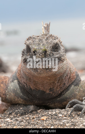 Bunte männliche marine Iguana auf Vulkangestein Kopf in Nahaufnahme. Stockfoto