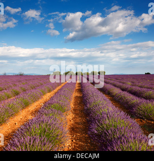 Lavendel Feld, Provence Stockfoto