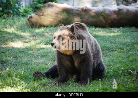 Orso Bruno, der Bär, Ursus Arctos, sitzen im Bioparco, Rom, Italien, Europa Stockfoto