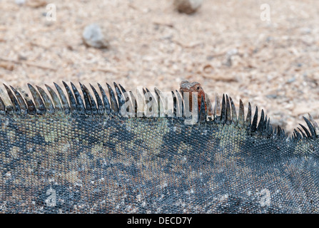 Marine Iguana auf vulkanischem Gestein mit einer kleinen Lava-Eidechse. Stockfoto