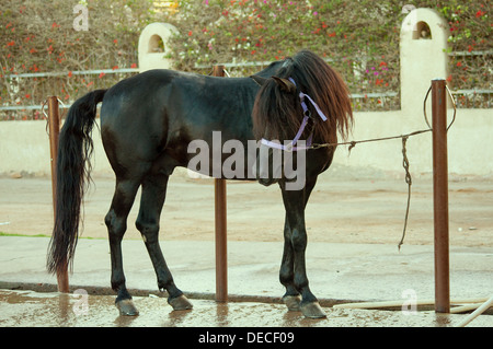 Arabische Pferd stehend schwarz Stockfoto