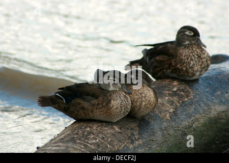 Drei Enten sitzen auf einem Baumstamm in einem Fluss in Winnipeg, Manitoba, Kanada Stockfoto