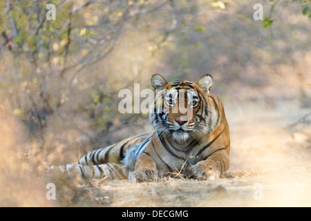 Bengalische Tigerin im Qualji-Bereich in den wilden Wald Ranthambhore. (Panthera Tigris) Stockfoto