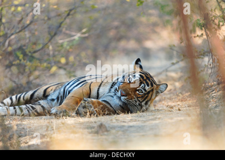 Bengalische Tigerin im Qualji-Bereich in den wilden Wald Ranthambhore. (Panthera Tigris) Stockfoto