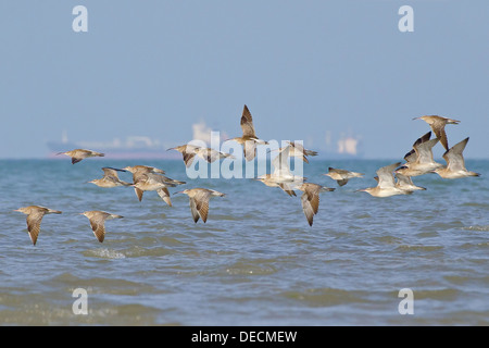 Regenbrachvogel (Numenius Phaeopus) Herde im Flug (ein weiterer Winkel ohne Schiffe im Hintergrund auch verfügbar - DJBGXC) Stockfoto