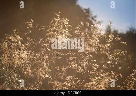 Stipa Gigantea, Riesen Federgras Stockfoto