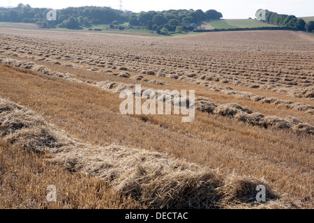 Geernteten Haufen von Stroh bereit, in der offenen Landschaft Ballen gepresst werden. Stockfoto