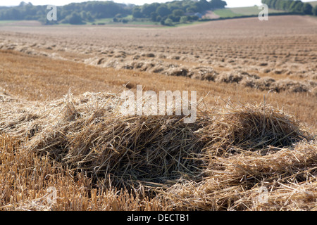 Geernteten Haufen von Stroh bereit, in der offenen Landschaft Ballen gepresst werden. Stockfoto