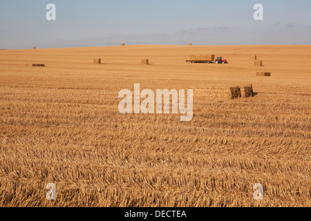 Ein roter Traktor (Massey Ferguson) sammelt Strohballen auf einem Anhänger, eine typisch englische Sommer Saison Ernte Szene. Stockfoto