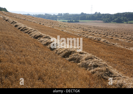 Geernteten Haufen von Stroh bereit, in der offenen Landschaft Ballen gepresst werden. Stockfoto