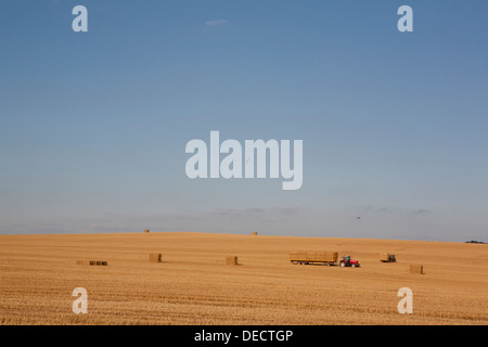Ein roter Traktor (Massey Ferguson) sammelt Strohballen auf einem Anhänger, eine typisch englische Sommer Saison Ernte Szene. Stockfoto