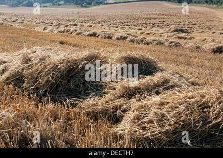 Geernteten Haufen von Stroh bereit, in der offenen Landschaft Ballen gepresst werden. Stockfoto