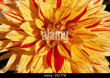 Dahlie 'gestreifte Vulcan"Nahaufnahme der Blüte. Stockfoto