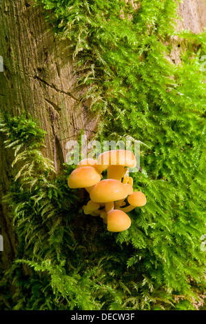 Sulphur Tuft Pilz - Grünblättriger fasciculare Stockfoto