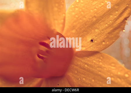 Ein Makro Bild einer Narzisse. Stockfoto