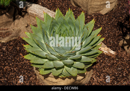 Aloe Polyphylla bedeckt die seltene Spirale Aloe auf dem Display durch Trewiddin Kindergarten in eine natürliche hessische Container. Stockfoto