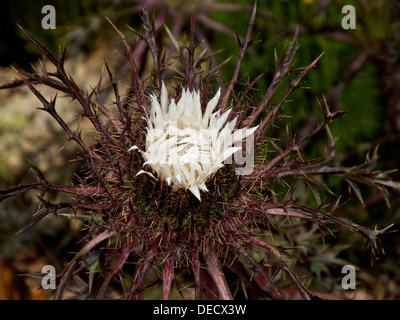 Blütenstand von Carlina Acaulis ssp.simplex 'Bronze' Form, Vielfalt der alpinen Carline Thistle. Stockfoto