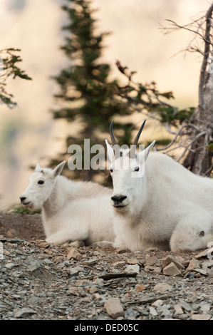 Candid Foto von einem Erwachsenen und einem jungen Bergziege ruht in der unmittelbaren Umgebung der Gartenmauer in Glacier Nationalpark Stockfoto