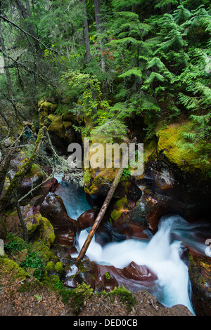 Foto von einem Wasserfall, umgeben von einer üppigen grünen Nordwesten Regenwald. Stockfoto