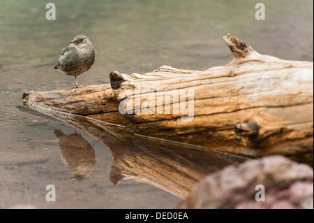 Foto von einer Erwachsenen American Dipper Stand auf einem teilweise untergetauchten Stamm. Glacier National Park, Montana. Stockfoto