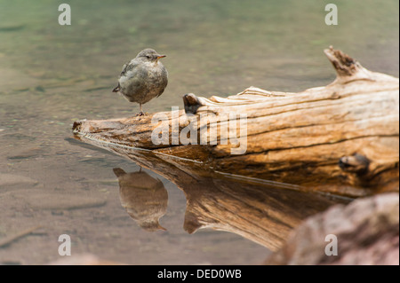 Foto von einer Erwachsenen American Dipper Stand auf einem teilweise untergetauchten Stamm. Glacier National Park, Montana. Stockfoto