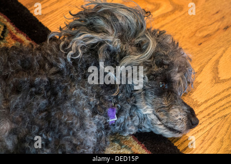 Ein alter Hund, ein einmal schwarz Pudelhündin, kurz vor dem Ende ihres Lebens, nimmt ein Nickerchen auf dem Boden. Stockfoto