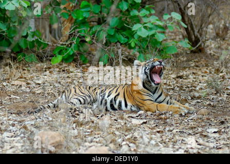 Junge wilde Tiger im Wald des Ranthambhore, Indien. (Panthera Tigris) Stockfoto