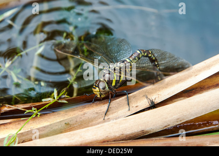 Südlichen Hawker Libelle Eiablage in einem Teich Stockfoto